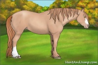 Horse Color:Gold Champagne 