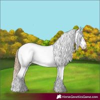Horse Color:Chestnut Near Leopard Rabicano 