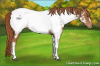 Horse Color:Chestnut Tobiano Frame Appaloosa Rabicano 