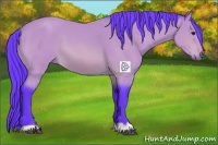 Horse Color:Watercolor Bay 
