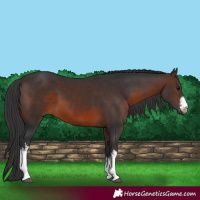 Horse Color:White Spotted Brown 