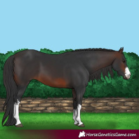 Horse Color:White Spotted Brown 