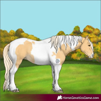 Horse Color:Palomino Tobiano 