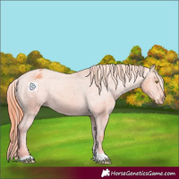 Horse Color:Gold Champagne Tobiano Varnish 
