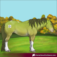 Horse Color:Amber Cream Champagne Tobiano 