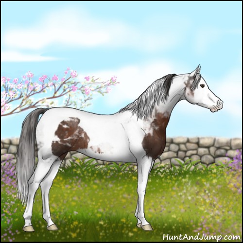 Horse Color:Liver Chestnut Splash Tobiano 
