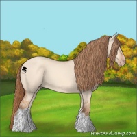 Horse Color:Gold Champagne Dun 