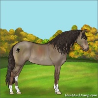 Horse Color:Liver Red Dun 