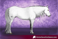 Horse Color:Gray White Spotted Bay Chinchilla 