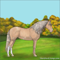 Horse Color:Gold Champagne 