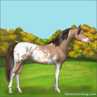 Horse Color:Amber Champagne Tobiano Frame Appaloosa 
