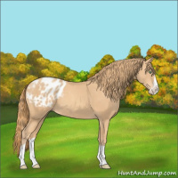 Horse Color:Gold Champagne Splash Appaloosa 