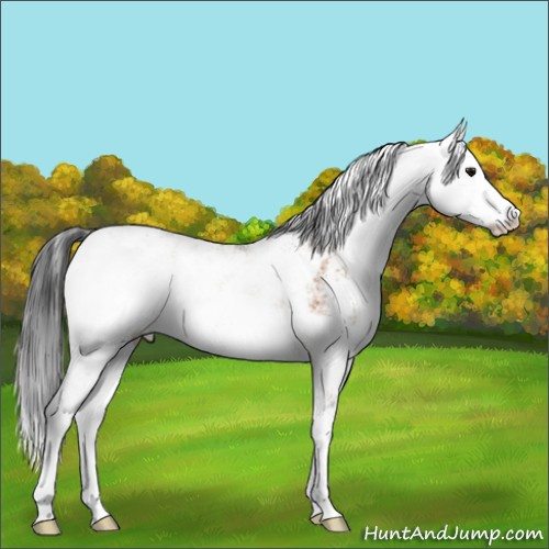 Horse Color:Bay Sabino