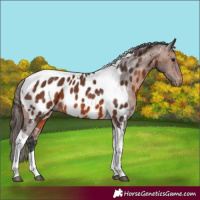 Horse Color:Brown Tobiano Appaloosa 