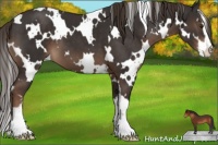 Horse Color:White Spotted Liver Chestnut Sabino 