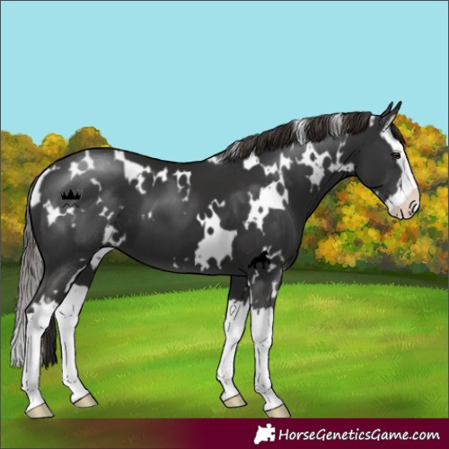 Horse Color:White Spotted Liver Chestnut Splash 
