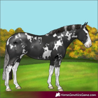 Horse Color:White Spotted Liver Chestnut Splash 