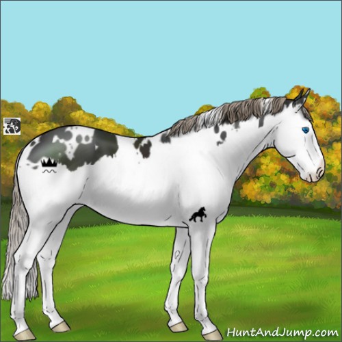 Horse Color:White Spotted Liver Chestnut Splash 