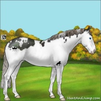 Horse Color:White Spotted Liver Chestnut Splash 