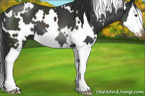 Horse Color:White Spotted Liver Chestnut Splash 