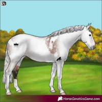 Horse Color:Gray White Spotted Silver Bay Tobiano