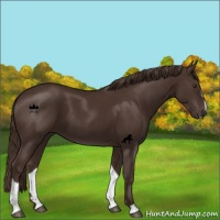 Horse Color:Liver Chestnut Sabino