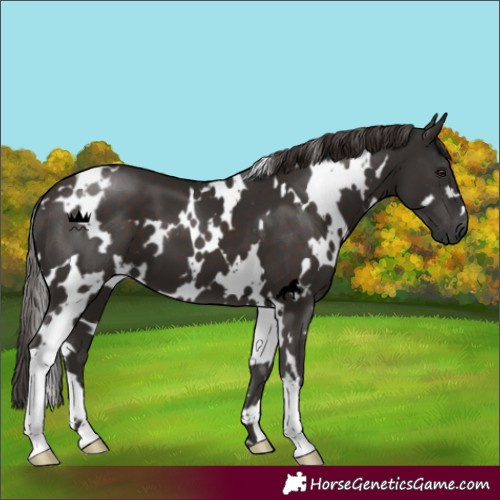 Horse Color:White Spotted Liver Chestnut 