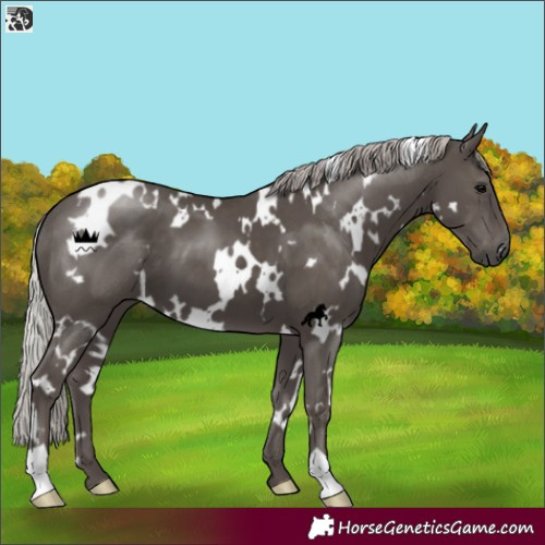Horse Color:White Spotted Silver Black 