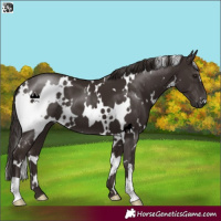 Horse Color:White Spotted Liver Chestnut 