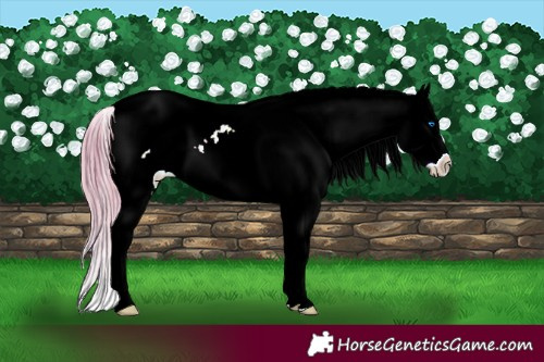 Horse Color:Watercolor White Spotted Red Roan Splash Appaloosa 