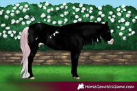 Horse Color:Watercolor White Spotted Red Roan Splash Appaloosa 