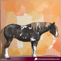Horse Color:White Spotted Liver Chestnut 