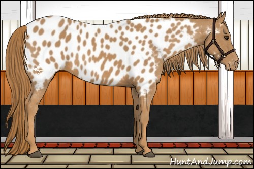 Horse Color:Chestnut Near Leopard 