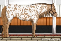 Horse Color:Chestnut Near Leopard 