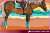 Horse Color:Chocolate Palomino 