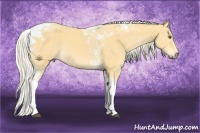 Horse Color:Palomino Tobiano 