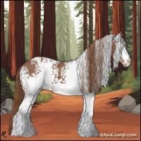 Horse Color:White Spotted Chestnut 