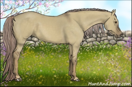 Horse Color:Chocolate Palomino Dun
