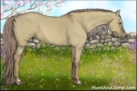 Horse Color:Chocolate Palomino Dun