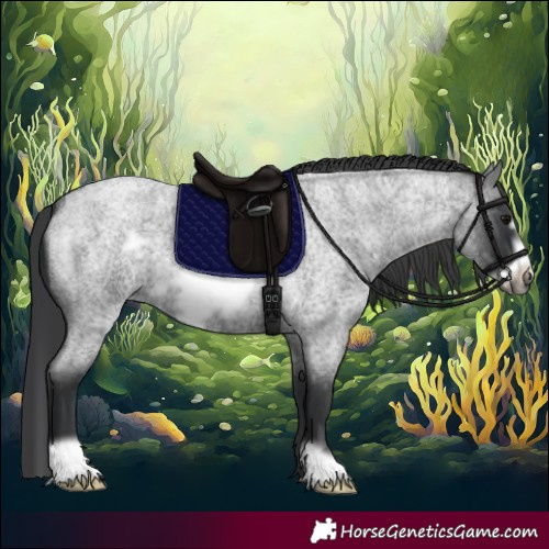 Horse Color:Blue Roan Frame 