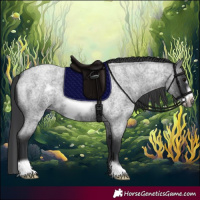Horse Color:Blue Roan Frame 