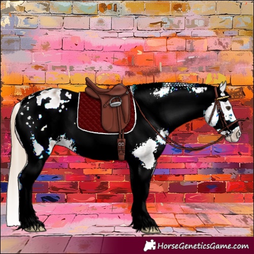 Horse Color:White Spotted Chocolate Palomino Sabino Frame Appaloosa 