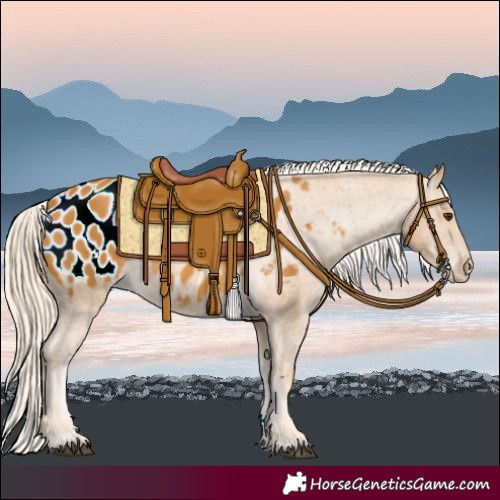 Horse Color:Palomino Appaloosa Rabicano 
