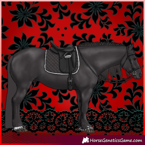 Horse Color:Smoky Black 