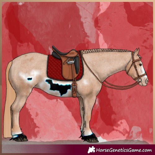 Horse Color:Chestnut Frame Appaloosa 