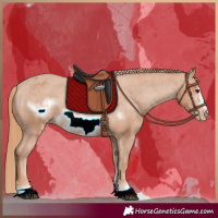 Horse Color:Chestnut Frame Appaloosa 
