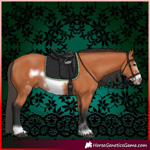 Horse Color:Bay Frame 