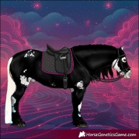 Horse Color:Palomino Appaloosa