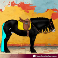 Horse Color:Palomino Roan Sabino Appaloosa Rabicano