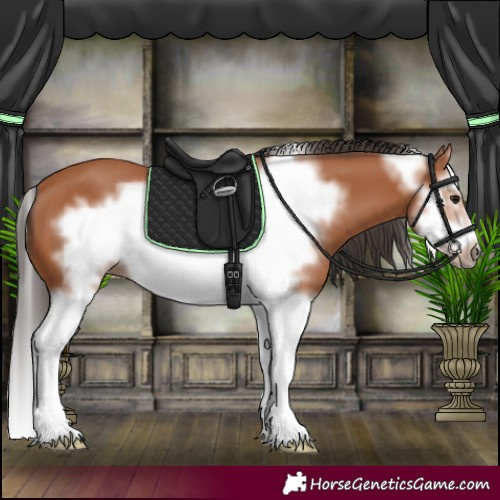 Horse Color:Bay Splash Frame